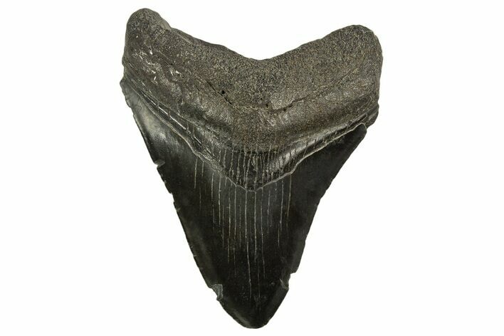 Fossil Megalodon Tooth - South Carolina #331500
